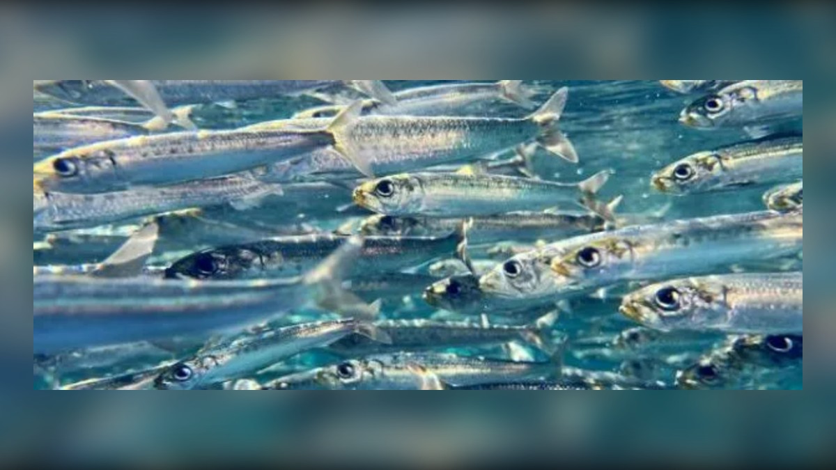 Matching the Bait on a Japanese Beach: Anchovy, Sardine, Whitebait and Gizzard Shad