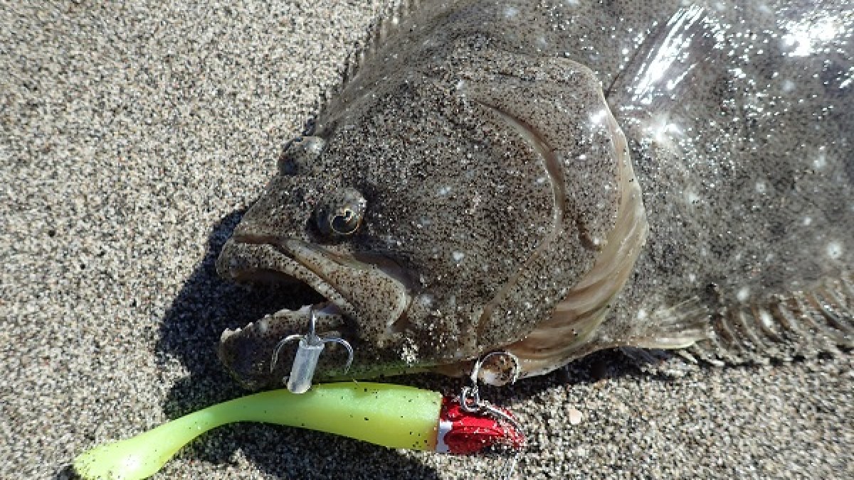 Japanese flounder caught on a DUO Beach Walker Haul