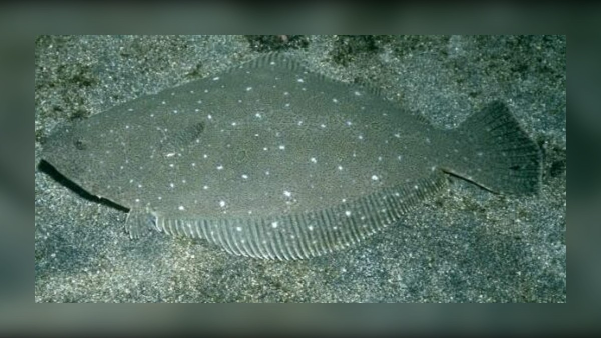 Japanese Flounder (Hirame): A Guide for Anglers Visiting Japan
