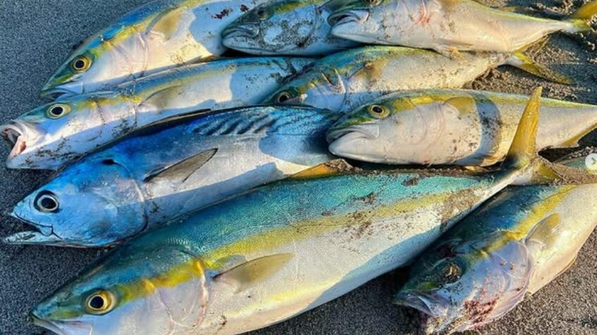 Japanese Yellowtail From the Beach: Buri, Warasa, Inada and When They Actually Arrive