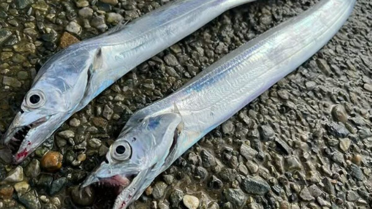 Ribbonfish (Tachiuo): The Japanese Autumn Fish That Signals Yellowtail