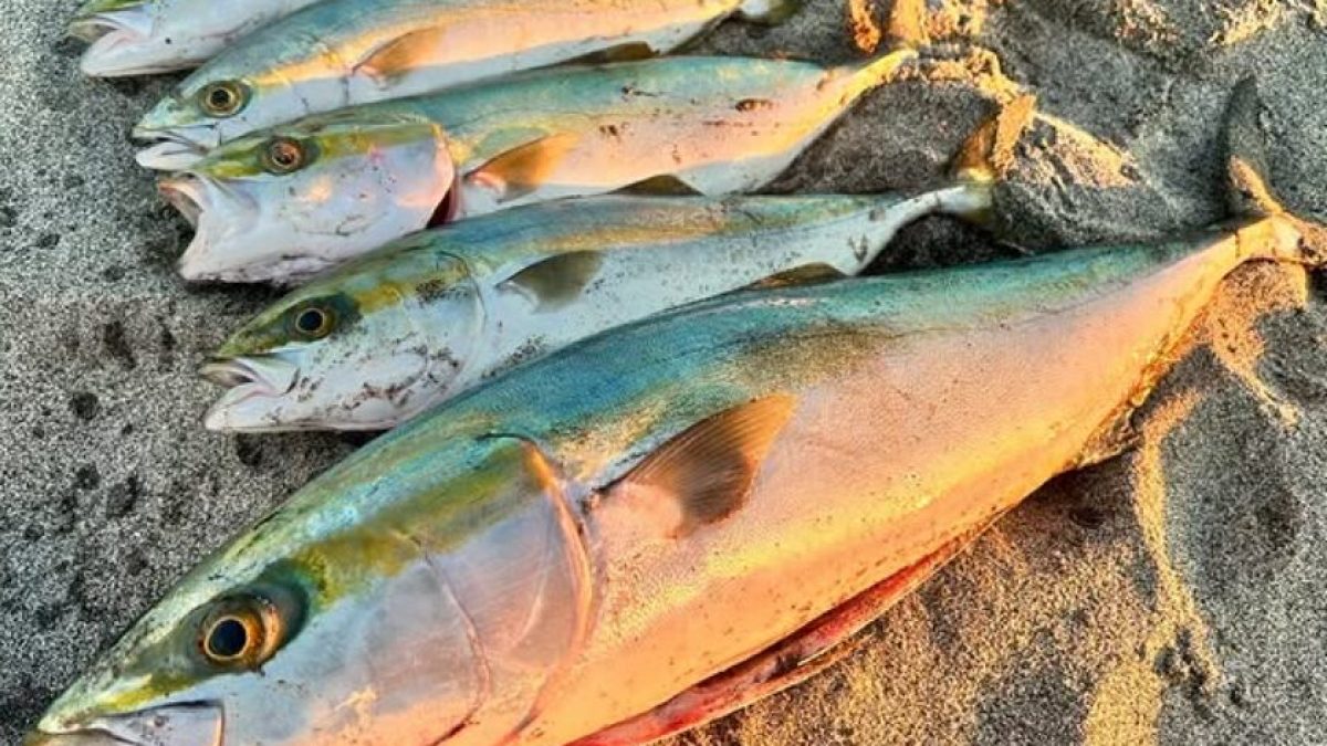 How to Land a Yellowtail in the Surf Without Losing It at Your Feet