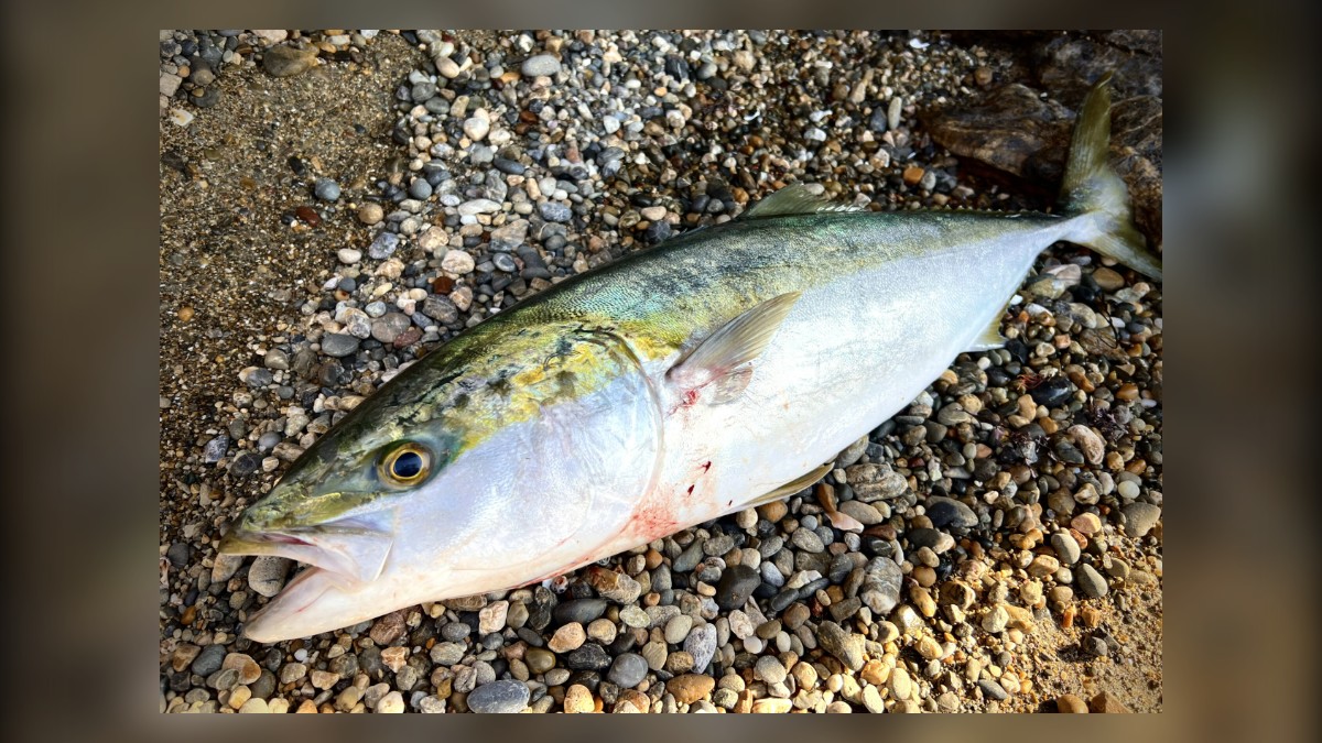 Yellowtail caught on the Enshu-nada surf in November
