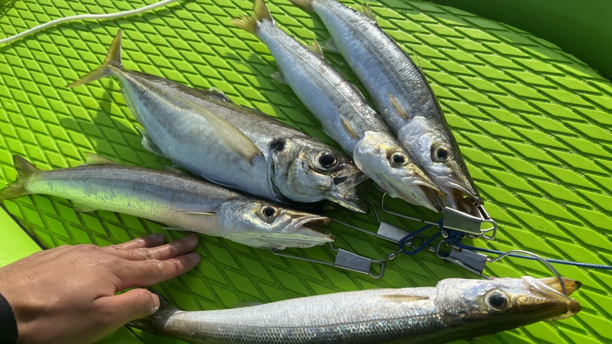 Japanese Barracuda (Kamasu): The First Sign of Autumn on the Beach
