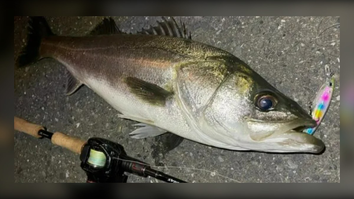 Japanese Seabass in Autumn: Mullet, Sweetfish and Gizzard Shad, Month by Month