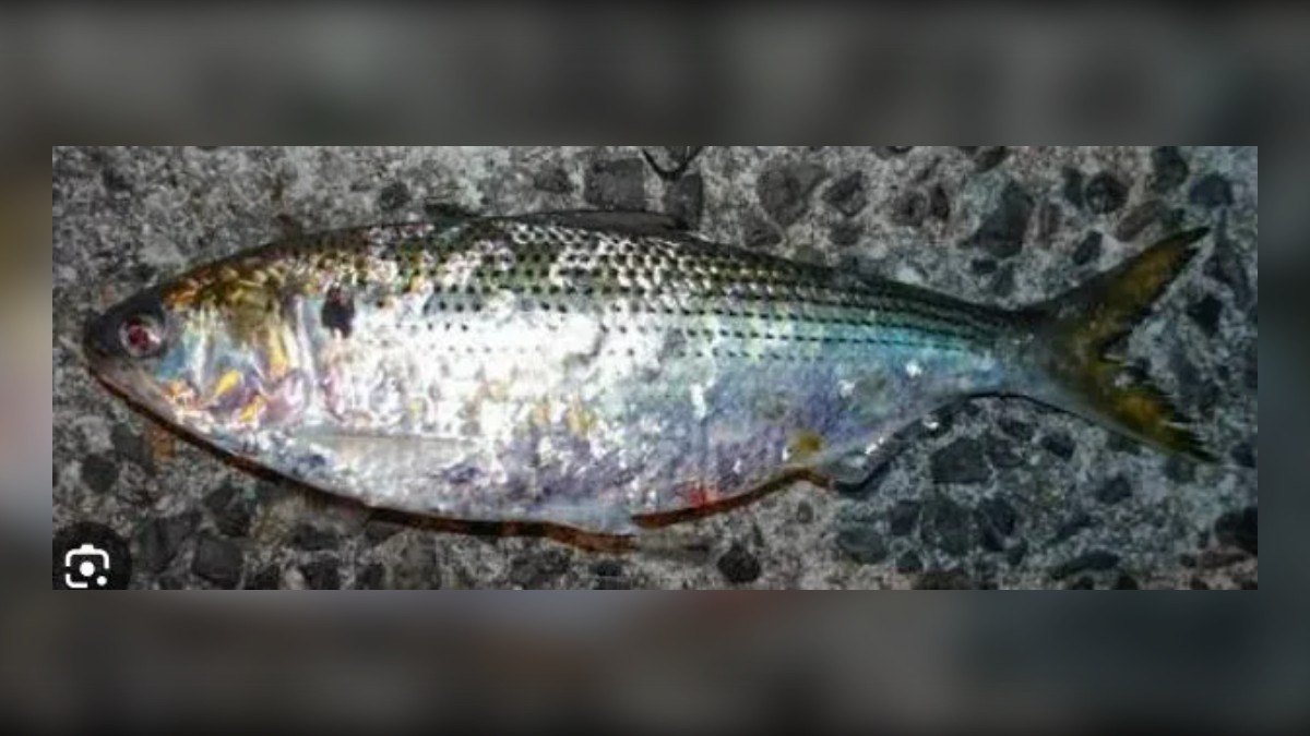Konoshiro (gizzard shad) used as bait by big seabass