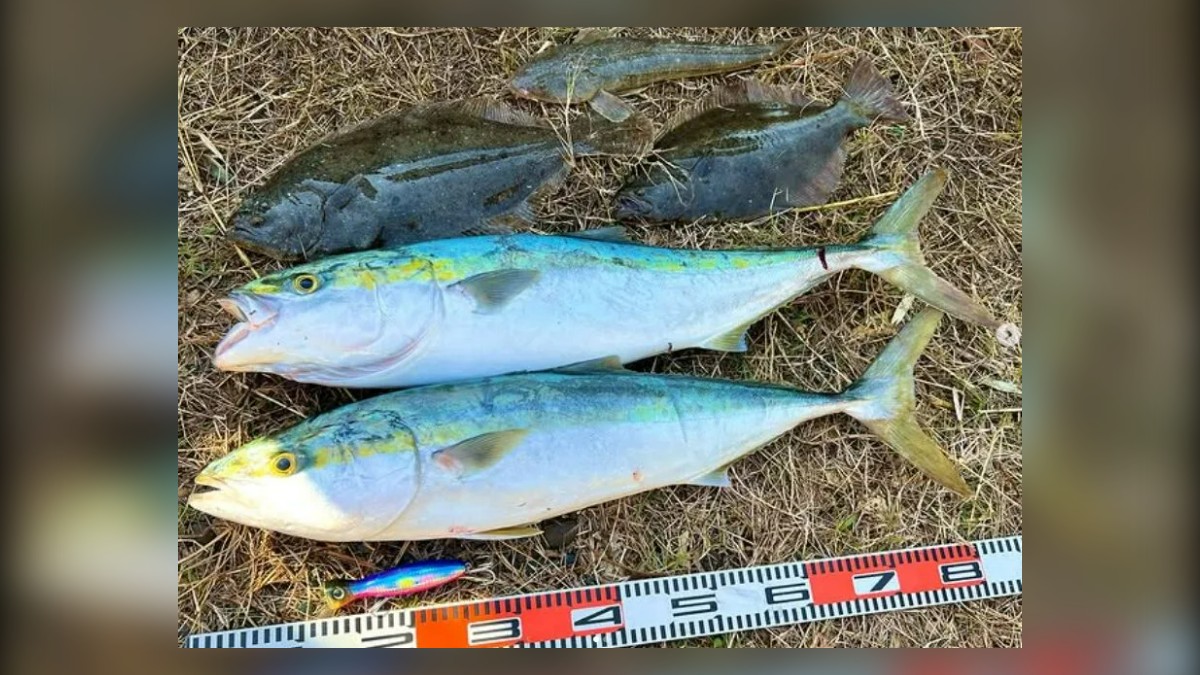 Water Temperature for Surf Fishing: When Flounder and Yellowtail Switch On