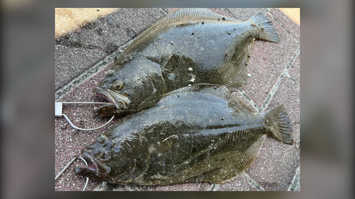 Winter flounder (kan-hirame) caught in the surf